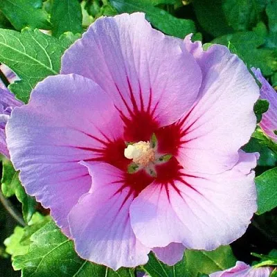 Гибискус ПИНК ФЛИРТ сирийский  Гибискус ПИНК ФЛИРТ сирийский в Оренбурге