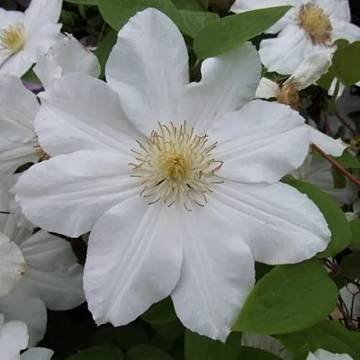 Клематис  Клематис в Оренбурге