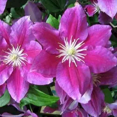 Клематис ХАНИЯ  Клематис ХАНИЯ в Оренбурге