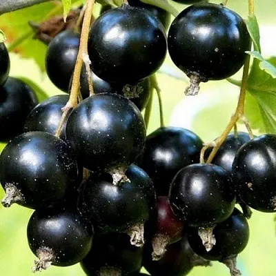 Смородина чёрная СОКРОВИЩЕ в Оренбурге