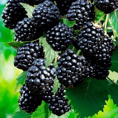 Ежевика ЛОХТЕЙ бесшипная в Оренбурге