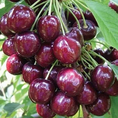 Черешня СЭМ колонновидная в Оренбурге