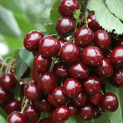 Черешня СИЛЬВИЯ колоновидная в Оренбурге