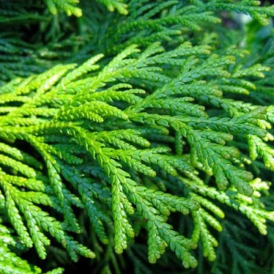 Туевик в Оренбурге