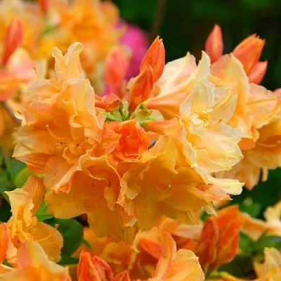 Азалия ЧАРДАШ листопадная в Оренбурге