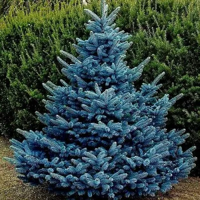 Ель МАДЖЕСТИК БЛЮ колючая  Ель МАДЖЕСТИК БЛЮ колючая в Оренбурге