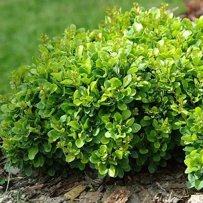 Барбарис КОБОЛЬД тунберга  Барбарис КОБОЛЬД тунберга в Оренбурге