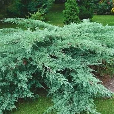 Можжевельник ГРЕЙ ОУЛ виргинский  Можжевельник ГРЕЙ ОУЛ виргинский в Оренбурге