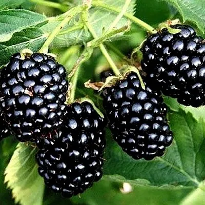 Ежевика ПРАЙМ АРК ТРЕВЕЛЕР ремонтантная в Оренбурге