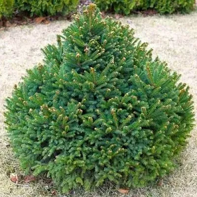 Ель БАРРИ обыкновенная  Ель БАРРИ обыкновенная в Оренбурге