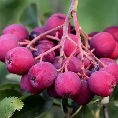 Рябина ДЕСЕРТНАЯ МИЧУРИНА сладкоплодная в Оренбурге