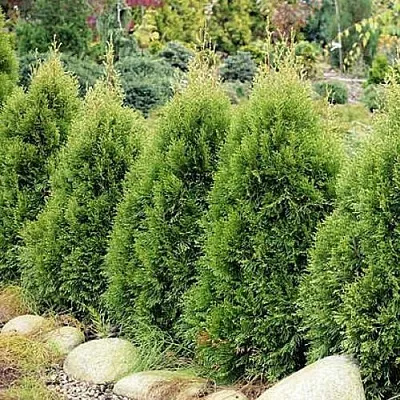 Туя СМАРАГД ВИТБОНТ западная в Оренбурге