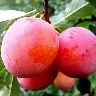 Слива КОМЕТА в Оренбурге