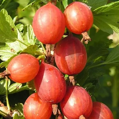 Крыжовник МАШЕКА  Крыжовник МАШЕКА в Оренбурге