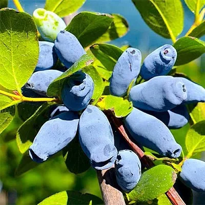 Жимолость съедобная АВРОРА в Оренбурге