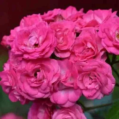 Саженцы роз ДИНКИ мускусная в Оренбурге