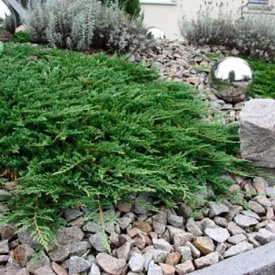 Можжевельник ПРИНЦ ОФ УЭЛЬС горизонтальный  Можжевельник ПРИНЦ ОФ УЭЛЬС горизонтальный в Оренбурге