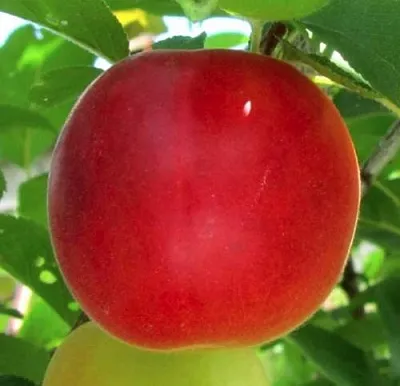 Плумкот БИРИКОККОЛО БОЛОГНЕС в Оренбурге