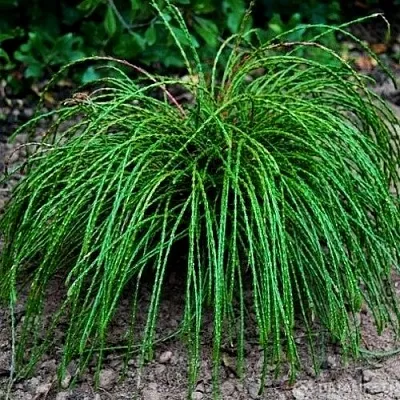 Туя ВИПКОРД складчатая в Оренбурге