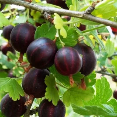 Крыжовник СЕВЕРНЫЙ КАПИТАН  Крыжовник СЕВЕРНЫЙ КАПИТАН в Оренбурге