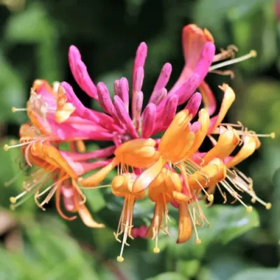 Жимолость ГЕКРОТА в Оренбурге