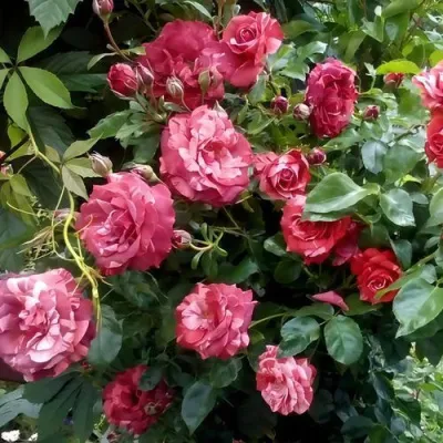 Саженцы роз БРАУНИ плетистая — описание сорта Саженцы роз БРАУНИ плетистая в Оренбурге