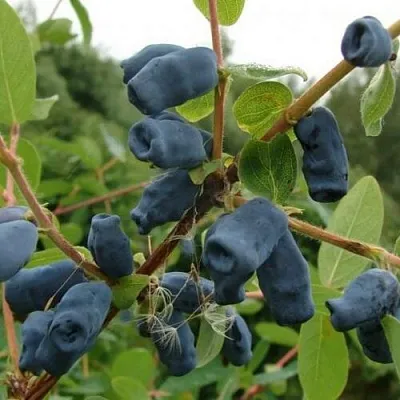 Жимолость съедобная ПУШКИНСКАЯ в Оренбурге