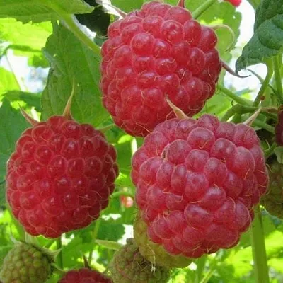 Малина НОВОСТЬ КУЗЬМИНА  в Оренбурге