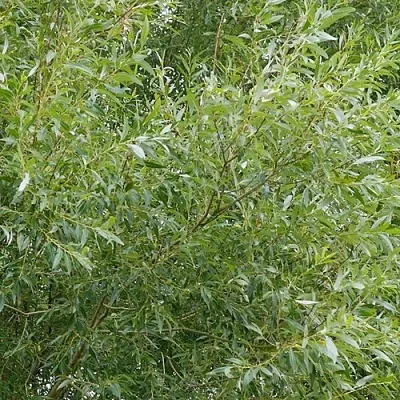 Ива ВИТЕЛЛИНА белая   Ива ВИТЕЛЛИНА белая  в Оренбурге