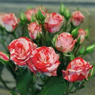 Миниатюрная в Оренбурге