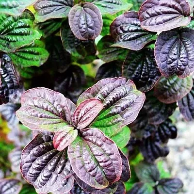 дерен КОМПРЕССА кроваво-красный  дерен КОМПРЕССА кроваво-красный в Оренбурге