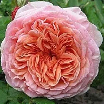 Саженцы роз АБРАХАМ ДЕРБИ английская в Оренбурге