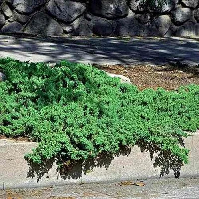Можжевельник НАНА лежачий  Можжевельник НАНА лежачий в Оренбурге