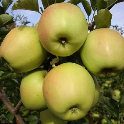 Яблоня СКИФСКОЕ ЗОЛОТО  Яблоня СКИФСКОЕ ЗОЛОТО в Оренбурге