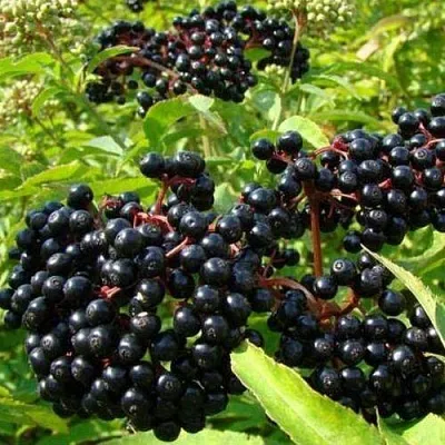 Бузина черная БАГАЦЦЕ в Оренбурге