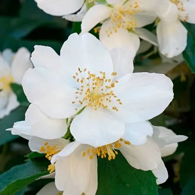 Жасмин ЮСТИНКА  Жасмин ЮСТИНКА в Оренбурге