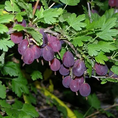 Крыжовник ГРУШЕНЬКА  Крыжовник ГРУШЕНЬКА в Оренбурге