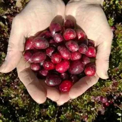 Клюква ХАБЕЛЬМАН  Клюква ХАБЕЛЬМАН в Оренбурге