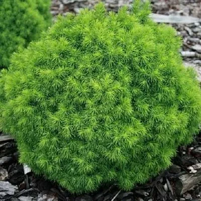 Ель АЛЬБЕРТА ГЛОБ сизая  Ель АЛЬБЕРТА ГЛОБ сизая в Оренбурге