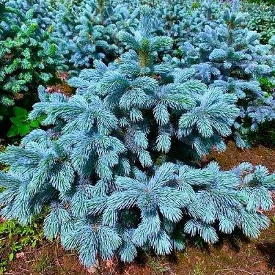 Ель СУПЕР БЛЮ СИДЛИНГ колючая  Ель СУПЕР БЛЮ СИДЛИНГ колючая в Оренбурге