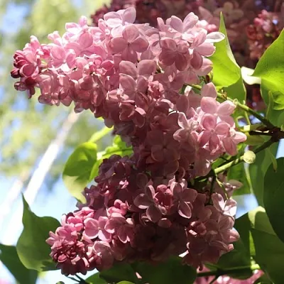 Сирень МЕДОВЫЙ СПАС  Сирень МЕДОВЫЙ СПАС в Оренбурге