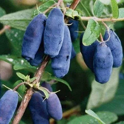 Жимолость съедобная ЛАЗУРНАЯ в Оренбурге