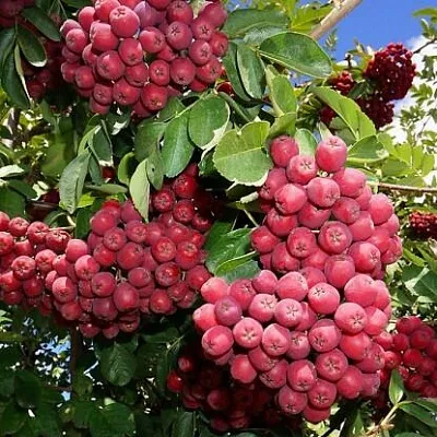 Рябина ГРАНАТНАЯ сладкоплодная в Оренбурге