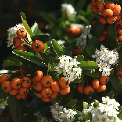 Пираканта  Пираканта в Оренбурге
