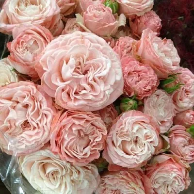 Саженцы роз МАДАМ БОМБАСТИК спрей  Саженцы роз МАДАМ БОМБАСТИК спрей в Оренбурге