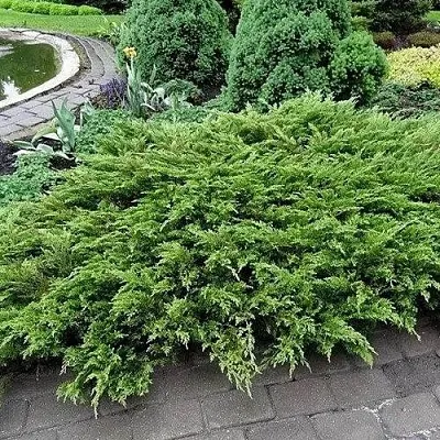 Можжевельник РОКЕРИ ДЖЕМ казацкий  Можжевельник РОКЕРИ ДЖЕМ казацкий в Оренбурге