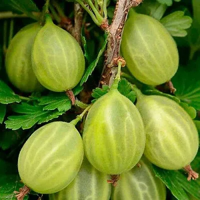 Крыжовник УРАЛЬСКИЙ ИЗУМРУД  Крыжовник УРАЛЬСКИЙ ИЗУМРУД в Оренбурге