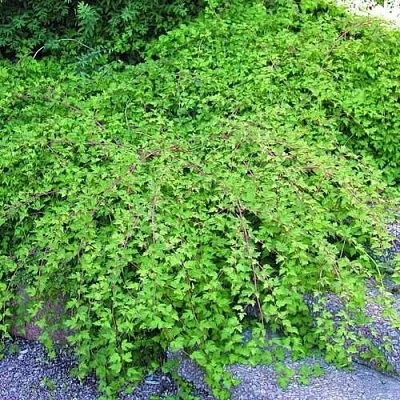 Стефанандра  Стефанандра в Оренбурге