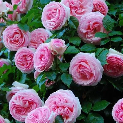 Саженцы роз ПЬЕР ДЕ РОНСАР плетистая  Саженцы роз ПЬЕР ДЕ РОНСАР плетистая в Оренбурге