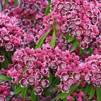 Кальмия  Кальмия в Оренбурге